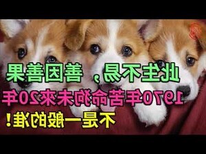1970 狗
